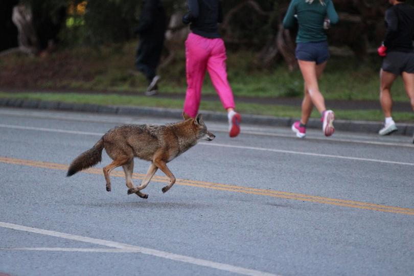A coyote runs across a street near pedestrians in Golden Gate Park, San Francisco. Photo credit: Stephen Riffle [Twitter: @EyaSpectre]
