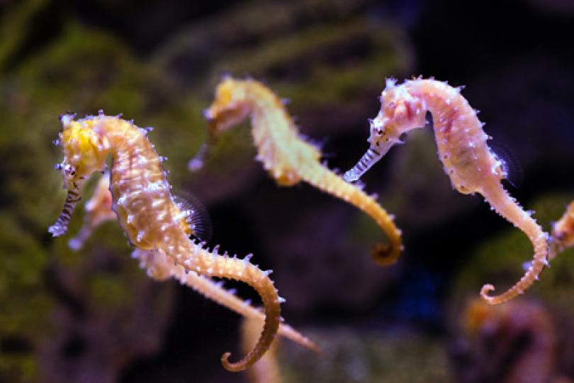 A herd of five translucent yellow and pink seahorses lit with blueish light against a blurry background of rocks and aquarium plants