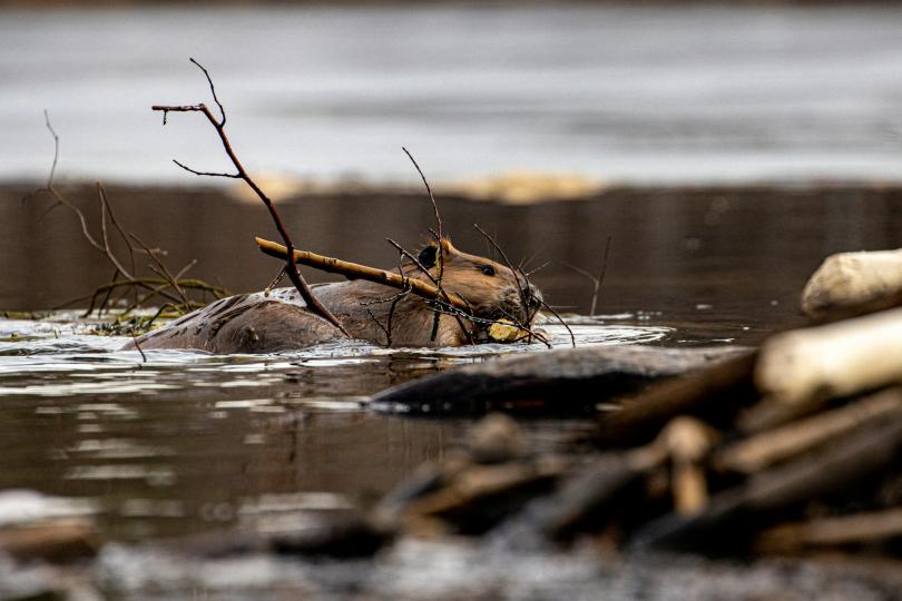A beaver swims while holding a stick with lots of branches in its mouth, approaching an out of focus beaver dam in the foreground. 