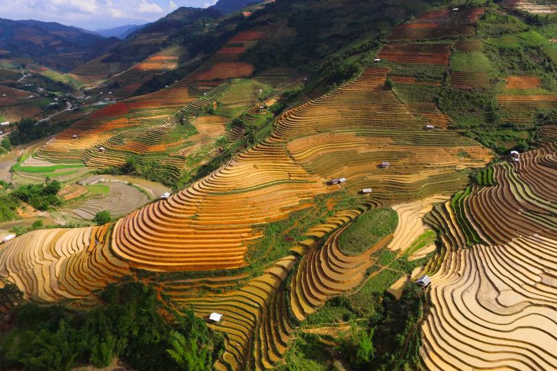 Rice terraces follow the contours of northwest Vietnam's dramatic terrain.