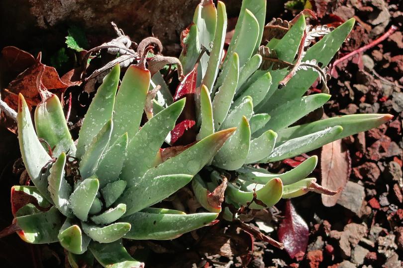 Dudleya virens by John Rusk / Flickr