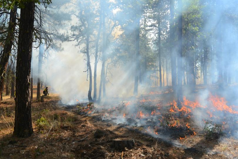 A prescribed burn in a forest in Goldendale, Washington. 