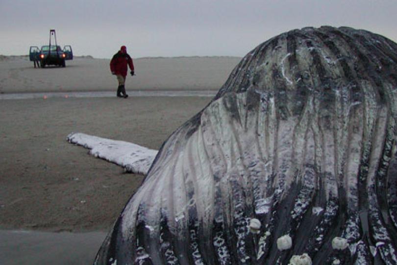Employing science to safeguard marine life with GLORES