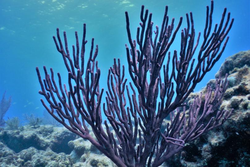 Coral reef in the Florida Keys