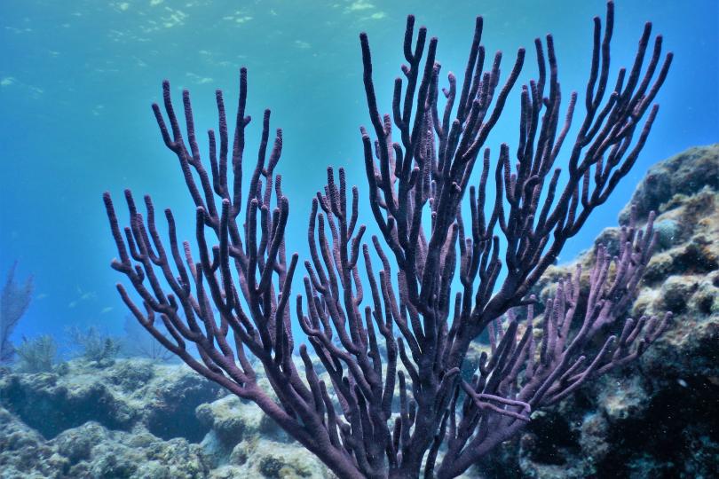 Coral reef in the Florida Keys