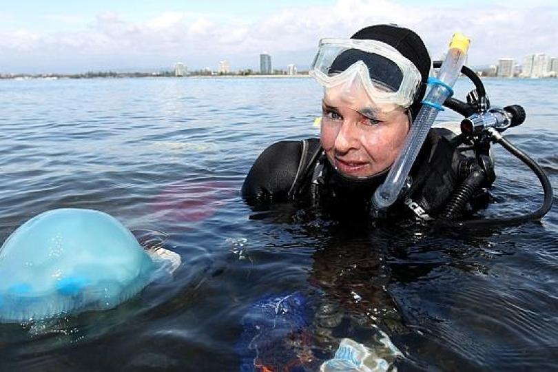 Healy Hamilton - Blue jellyfish spotted throughout Gold Coast waters here to stay as predators eliminated