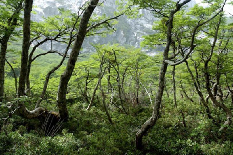 Robert Heilmayr: Market-based conservation programs slow deforestation in Chile