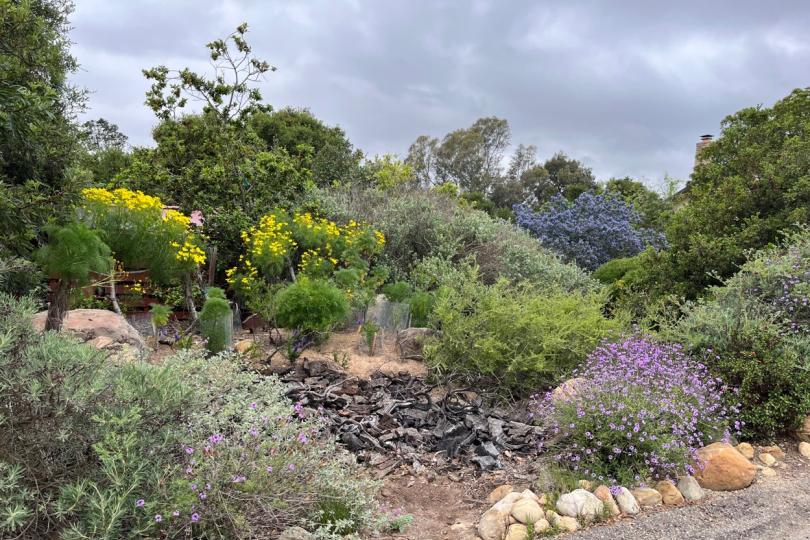 A view of a hillside landscaped with native plants in Peter Schuyler's yard.