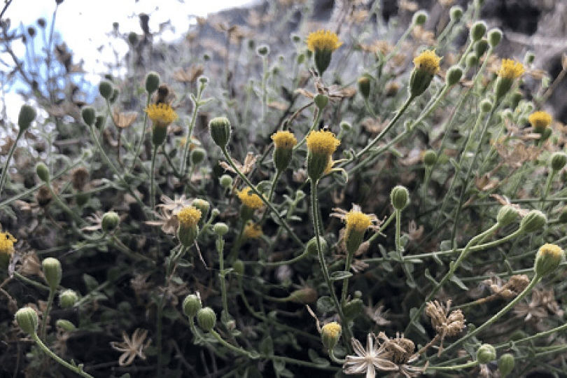 Jesus seeks protection for rare California daisy
