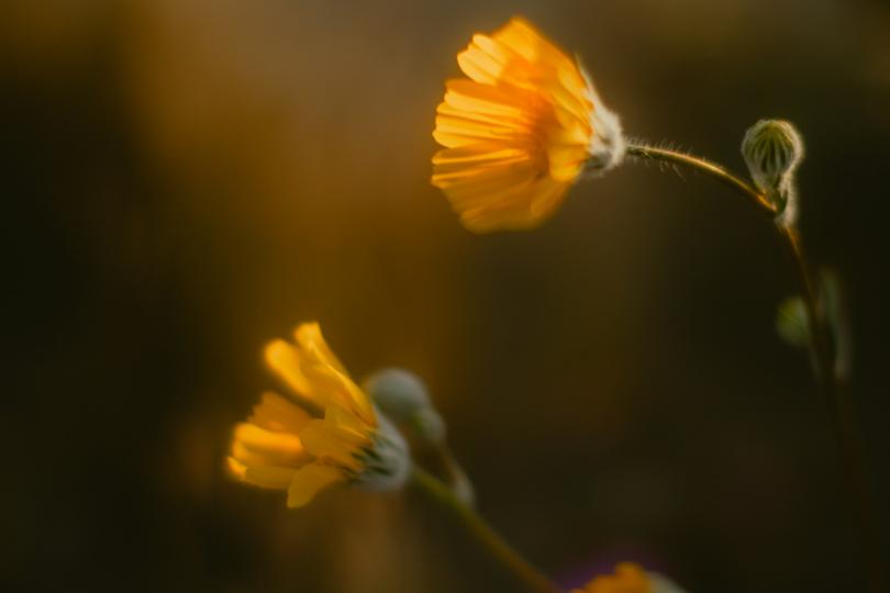 Macro shot of a poppy taken in the desert of California at sunset.
