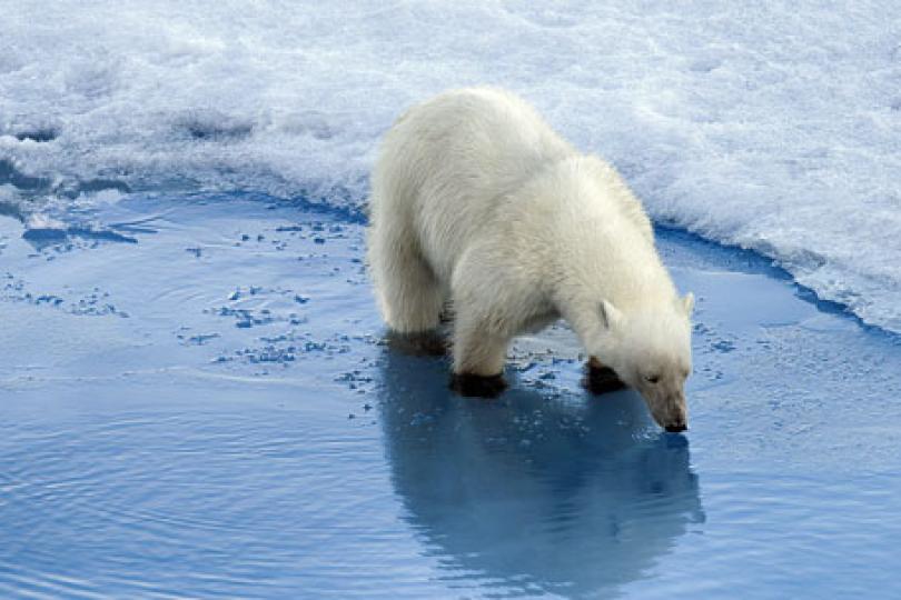 The key to halting climate change: admit we can't save everything