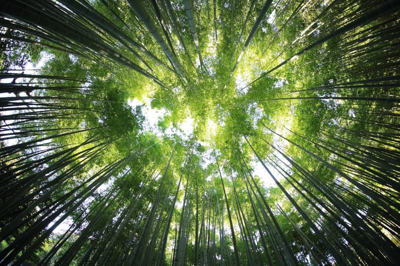 A view looking up from below at a forest of green trees with sunlight shining through treetops