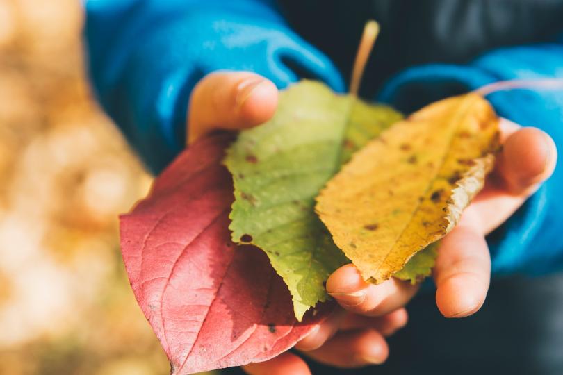 A child in a blue jacket holds three leaves, one red, one green and one yellow.