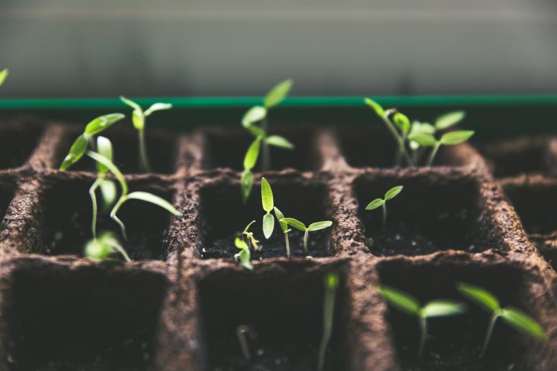 A close up of plants sprouting out of seed starter planters. 