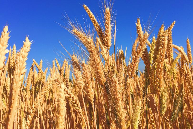 A close up of wheat in a field against a blue sky