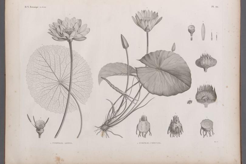 A black and white illustration of lotus plants from the New York Library’s rare book collection. 