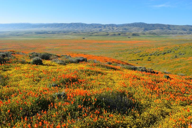 Landscape view of blooming flowers at Antelope Valley California Poppy Reserve, USA