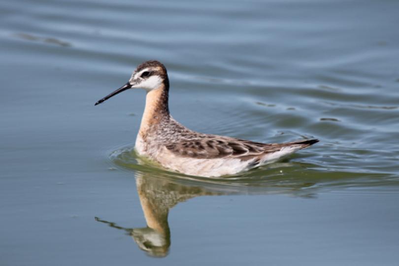 Working group convened on phalarope conservation