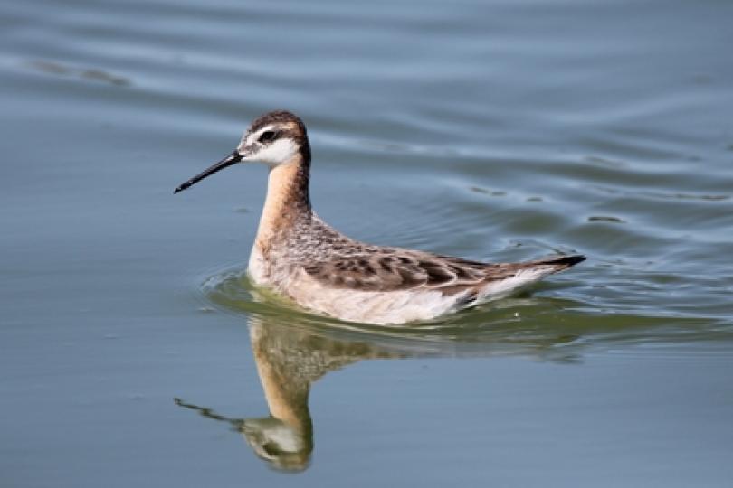 Whither Phalaropes