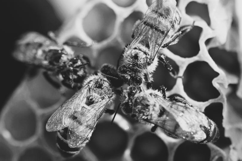 A black and white photo of four bees touching heads on top of their honeycomb. 