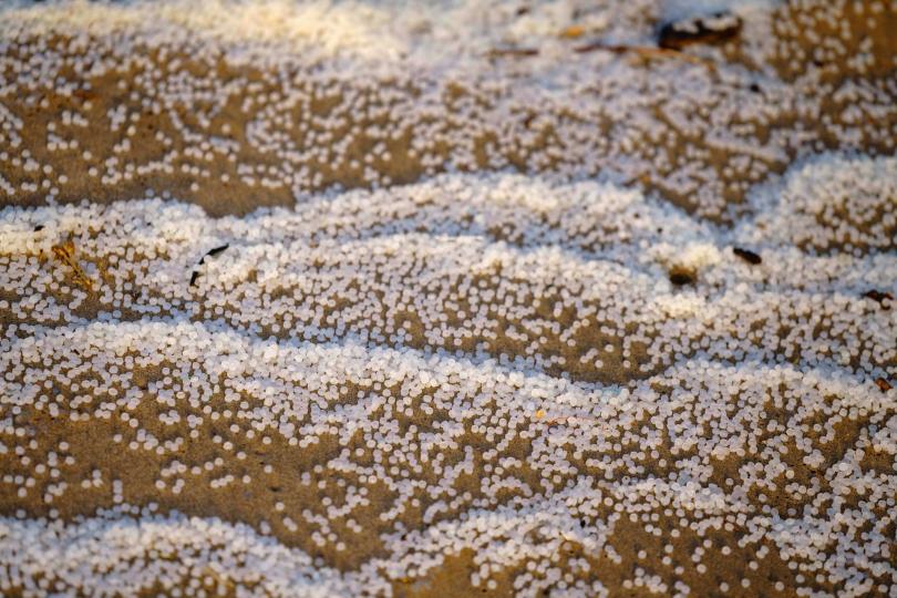 iny plastic pellets rest in wave patterns on a beach, mixed with other beach debris.