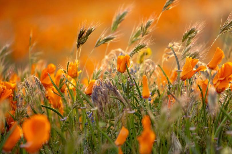 Closeup of orange-petaled flowers and tufts of grass