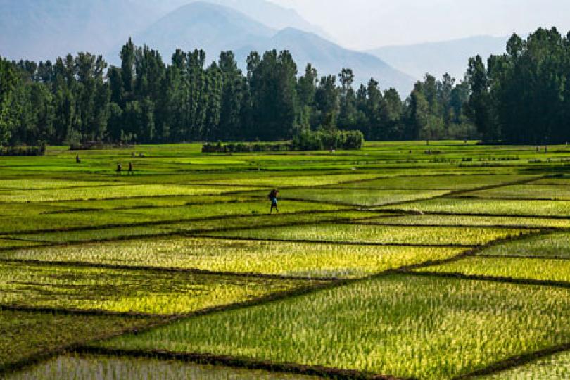 What Foods Are Better for the Earth?
