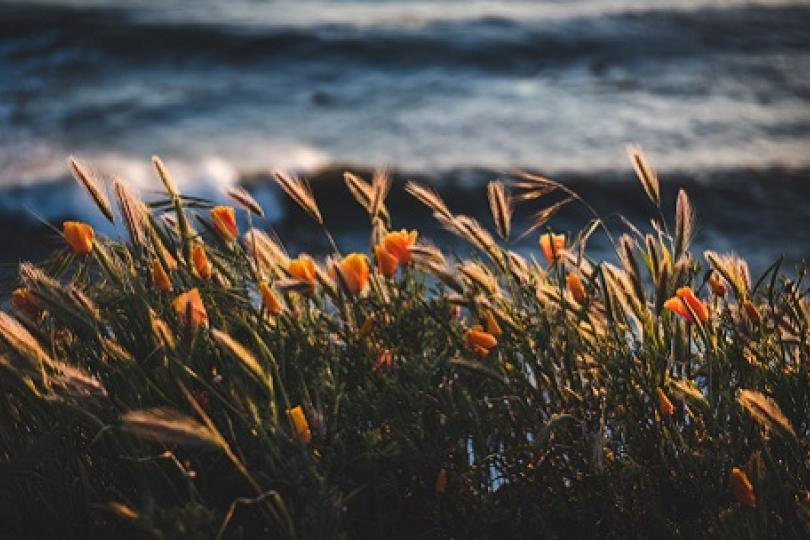 Jesus gives Wildflower Bloom and Bust Cycles talk on April 22