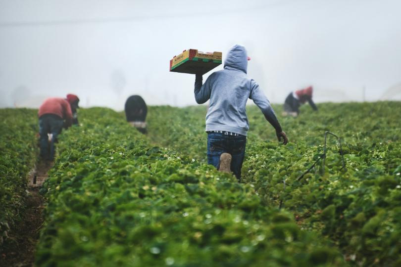 A man in a grey hoodie and jeans holds a crate of harvested strawberries and runs down a farm field where other workers are picking. 