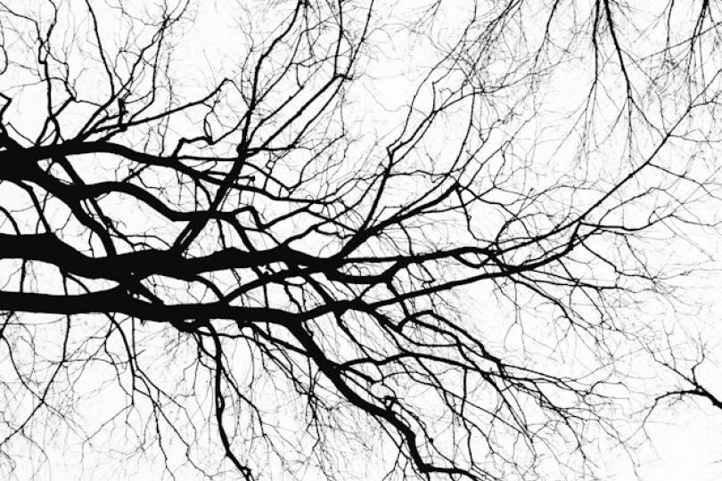 A black and white photo of black tree branches on a white sky, seen looking up from below