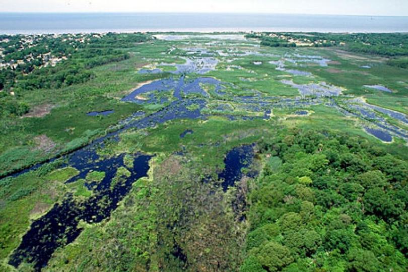 Wetlands in Cape May, New Jersey