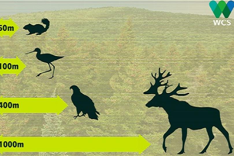 Reed co-authors report on keeping social distance from wildlife