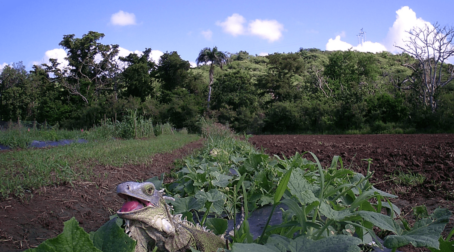 A green iguana is sticking out its tongue, standing in a farm field on the edge of a tropical forest.