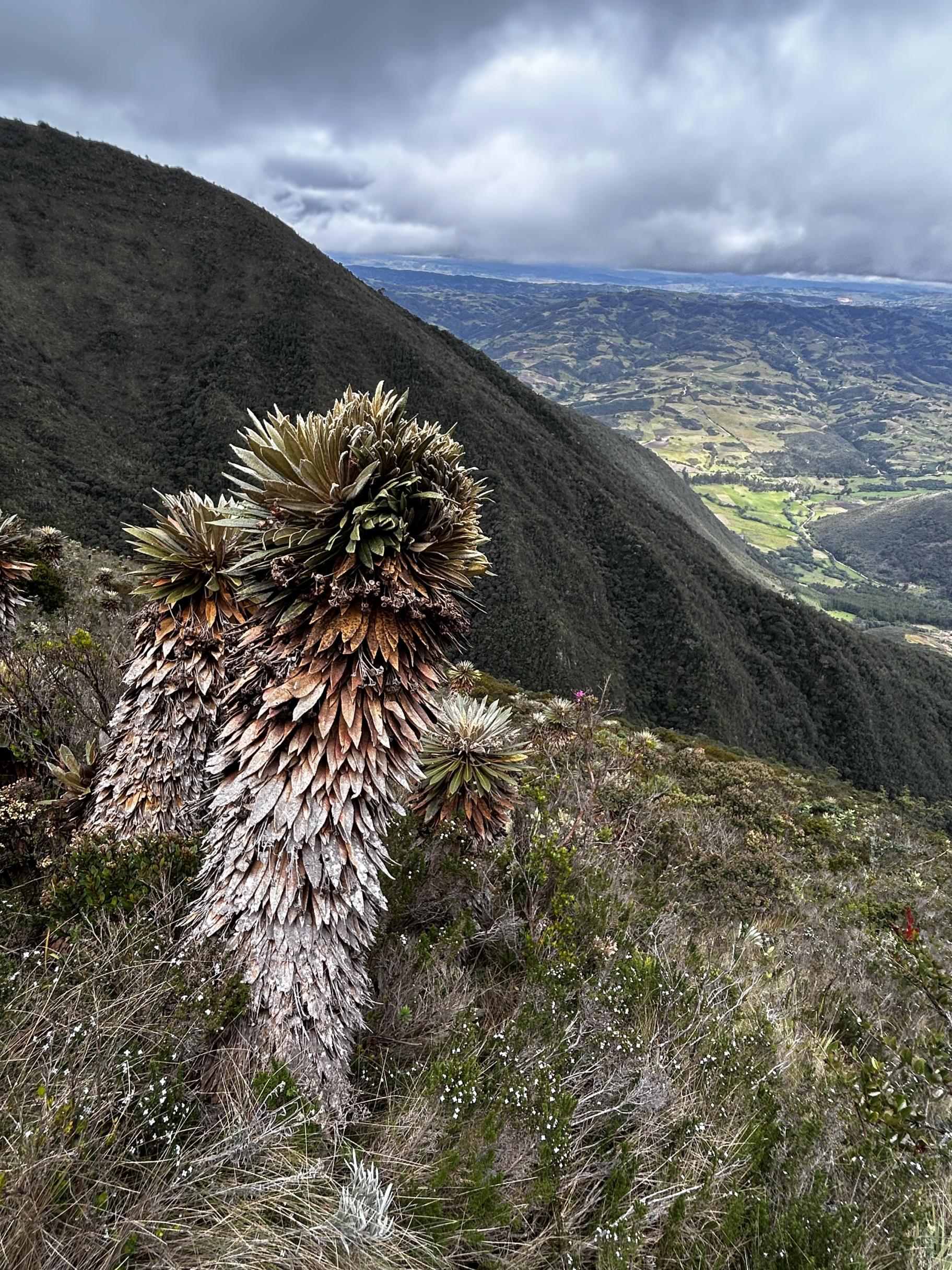 A succulent plant is in the foreground of this photo of a mountain landscape.