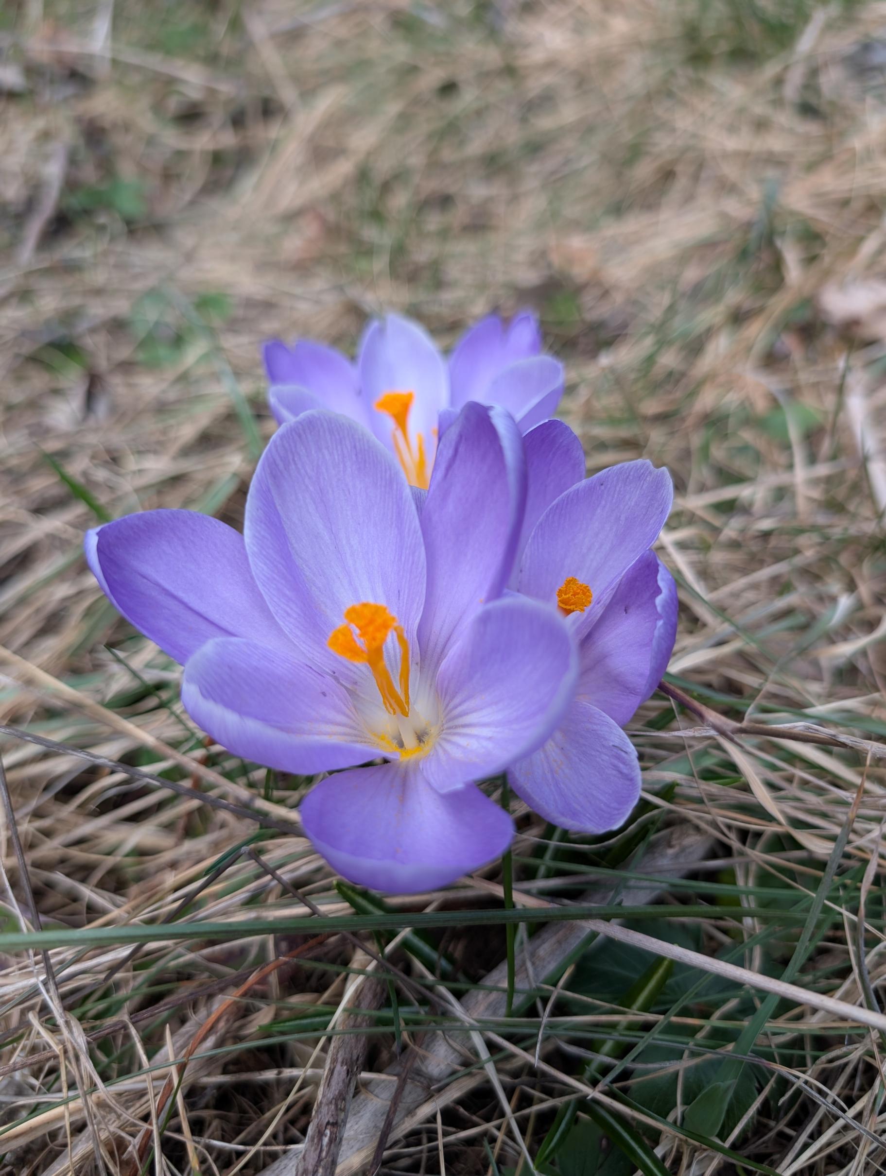 A purple flower on brown ground