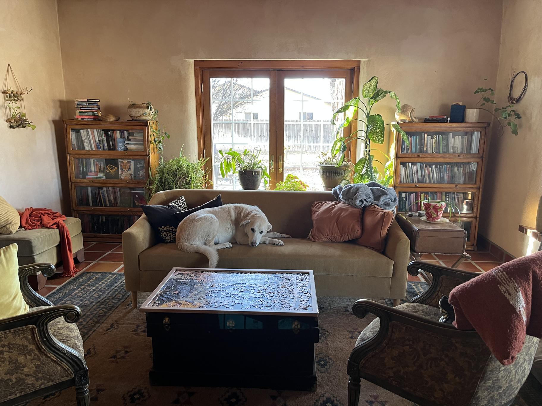 A large white dog rests on a couch in the center of a cozy living room. There is a coffee table with a puzzle in between two armchairs in the center of the room. Bookshelves sit on either side of a sunny window, with houseplants in pots sitting in the sun.