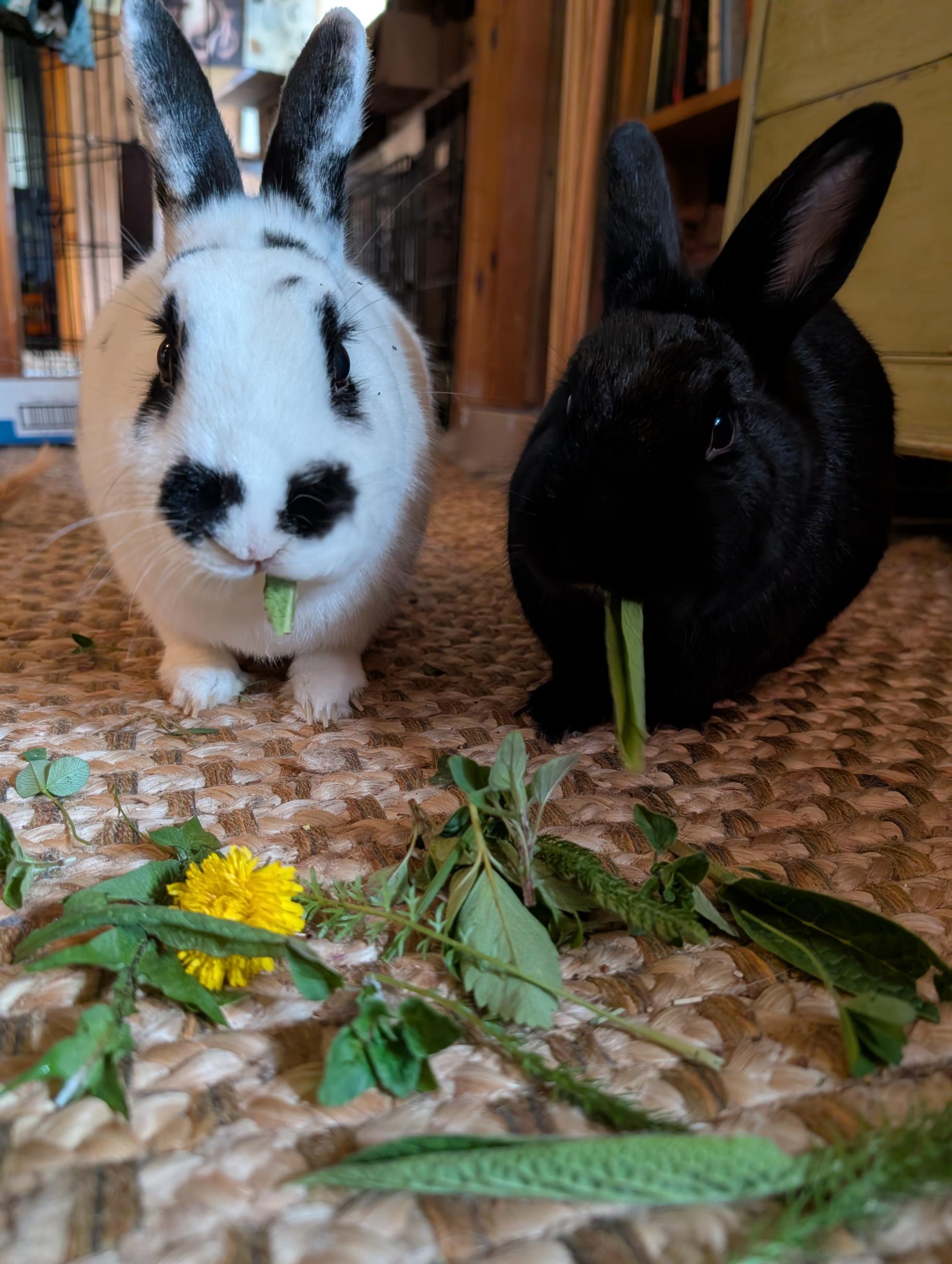 A white and black rabbit sit on a floor with flowers and leaves in front of them