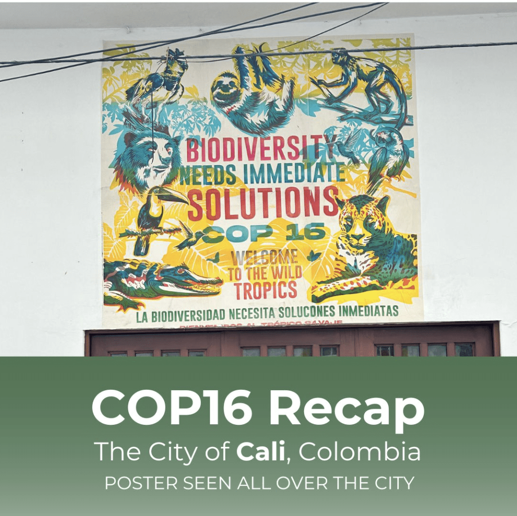 A poster for COP16 is painted onto a white wall above a doorway. Text below reads "COP16 Recap. The City of Cali Colombia, poster seen all over the city."
