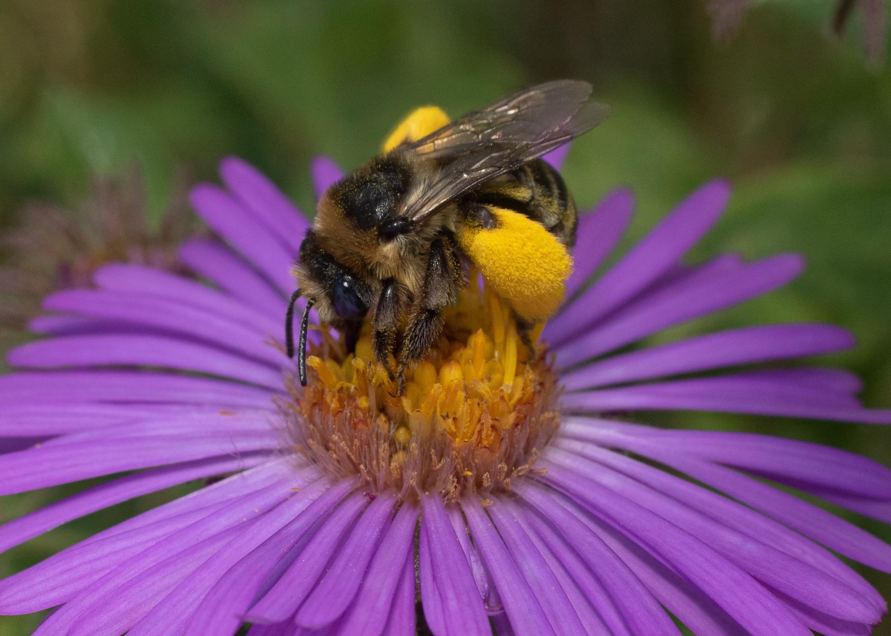 A close-up of a bumblebee with large, bright-yellow pollen sacs on its legs feeding on a bright purple New England aster. 