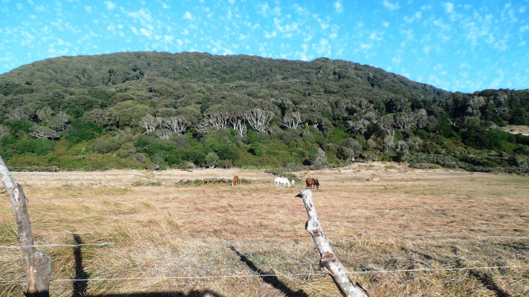 Isla Mocha. The Pink-footed Shearwaters nest at the top of the mountain at center. Photo: Ryan Carle