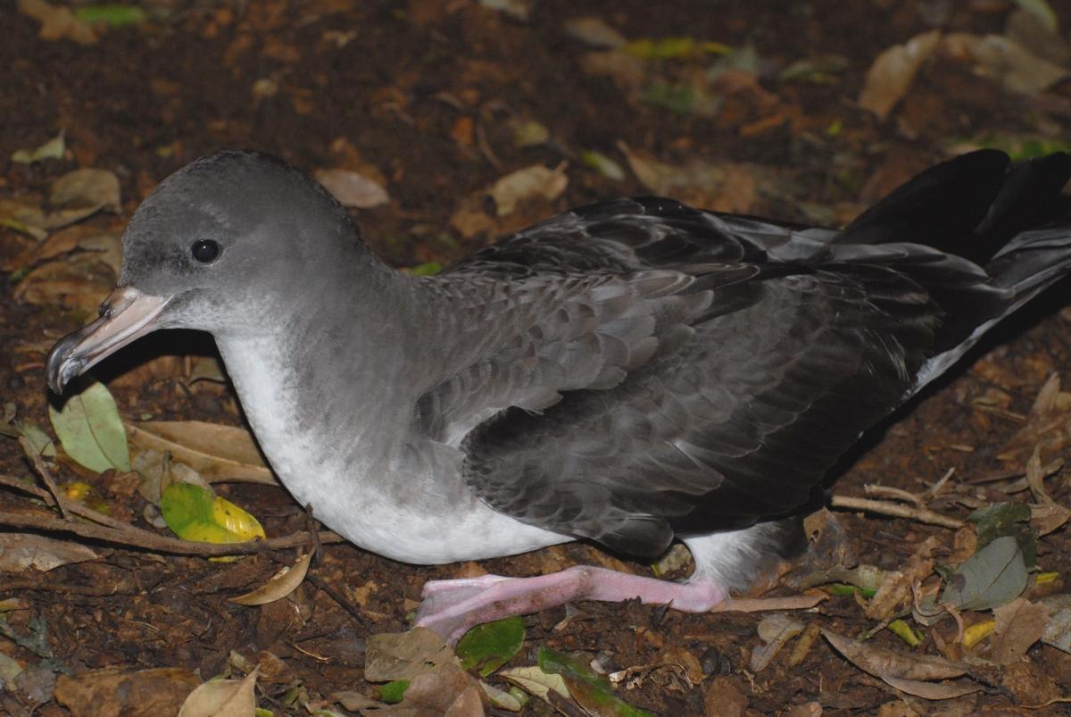 An adult Pink-footed Shearwater