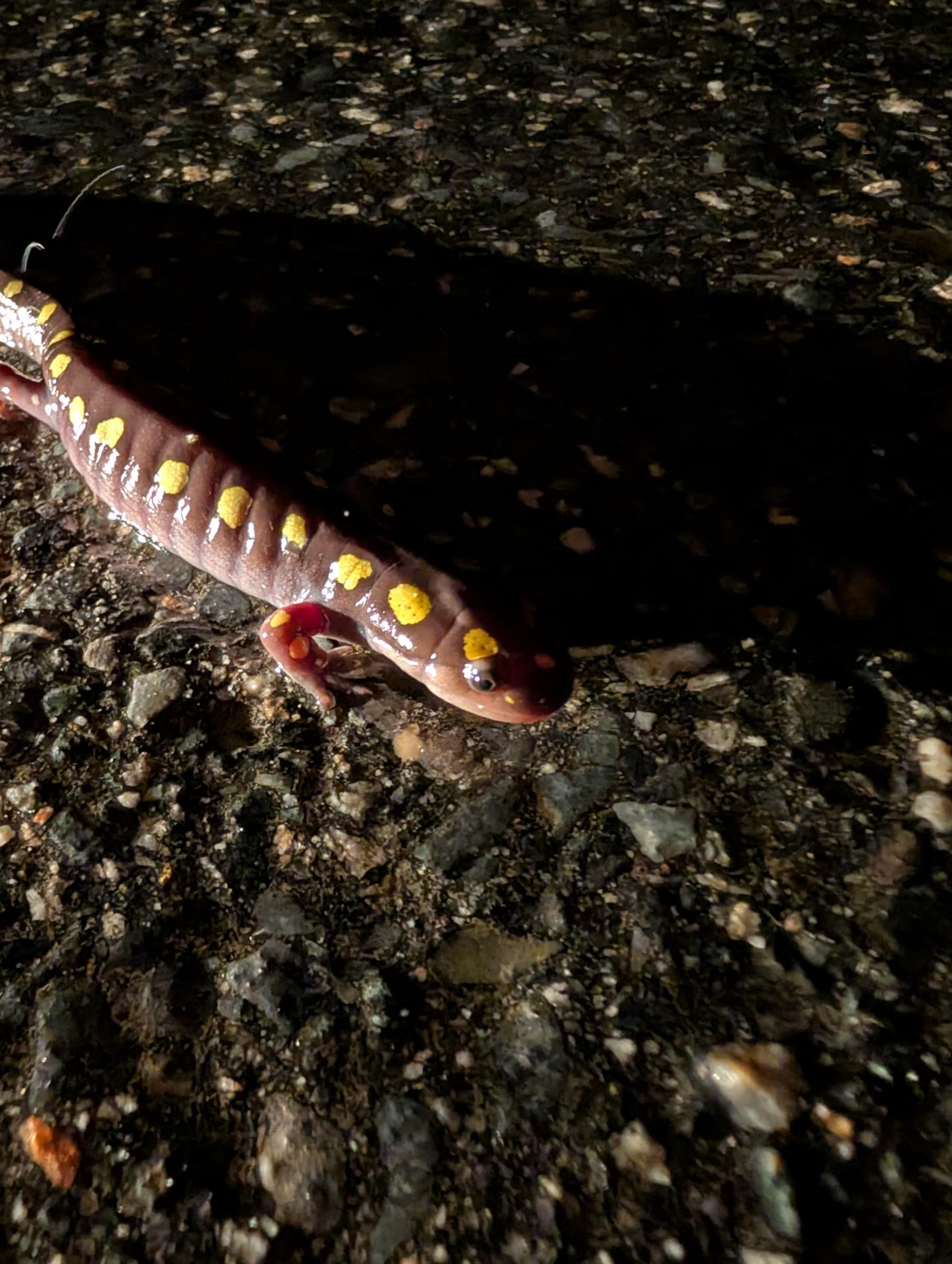 A black and yellow spotted salamander close up on a black asphalt road