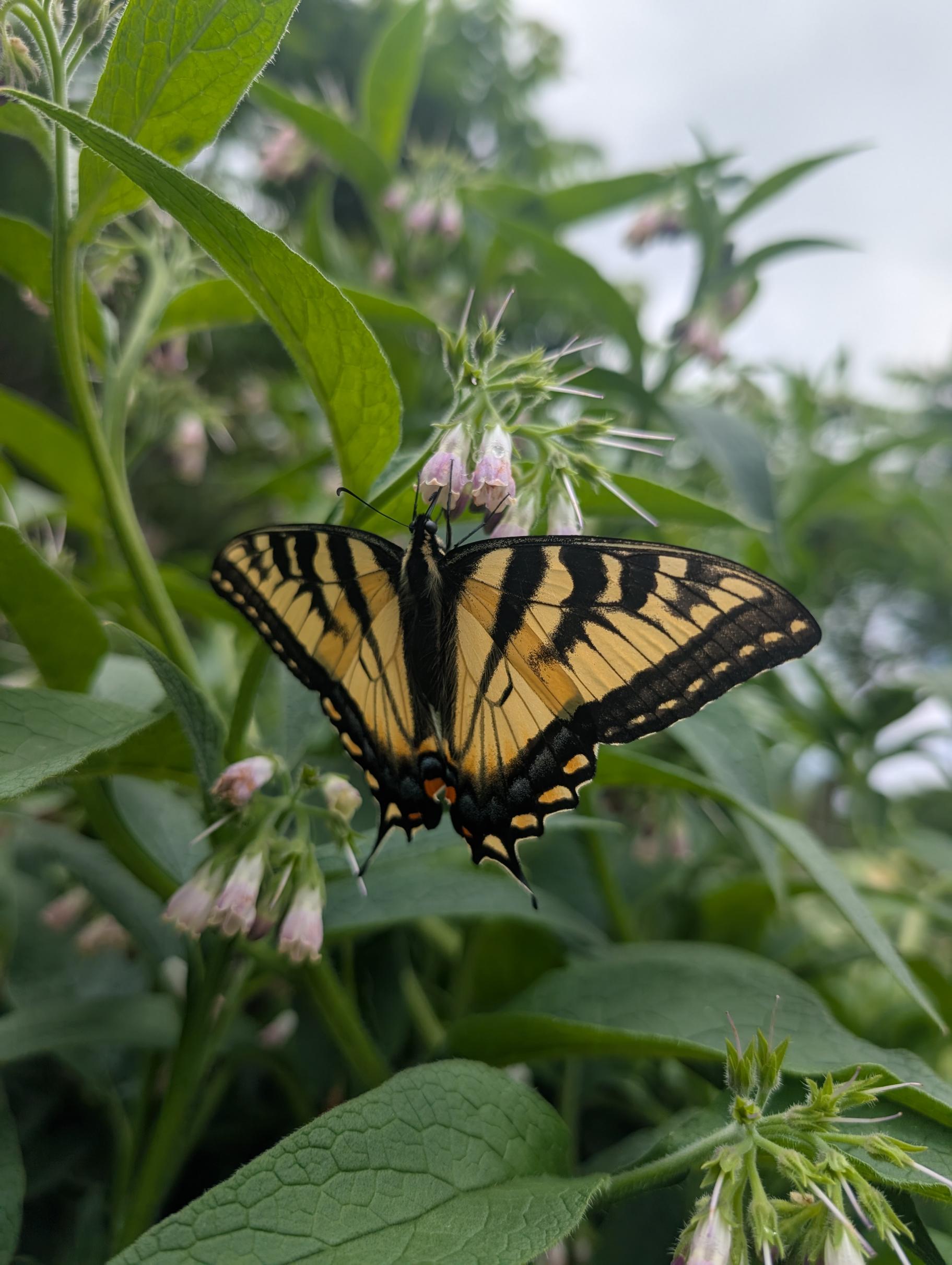 A swallowtail butterfly 