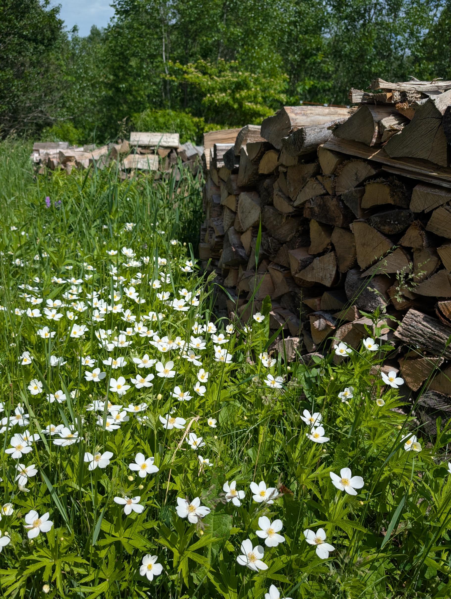 A wood pile with a field of white flowers alongside it